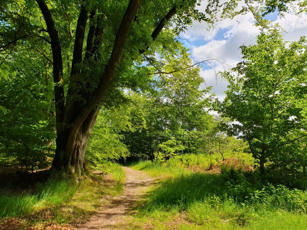 Hvalsø Cannonball Trail Ultra 2025