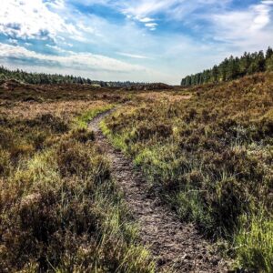 Efterårsdag i Kompedal Plantage 2025